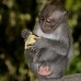 monkey_macaque_balinese_mf_ubud_v_1177_bal4895.jpg